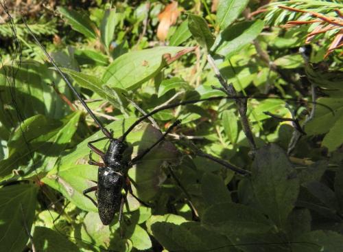 Réf. 158 095 : Monochamus scutellatus