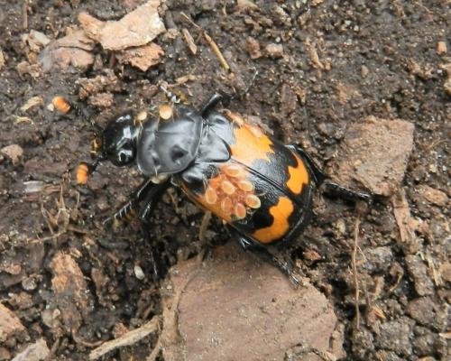 Réf. 158 690 : Nicrophorus sp.