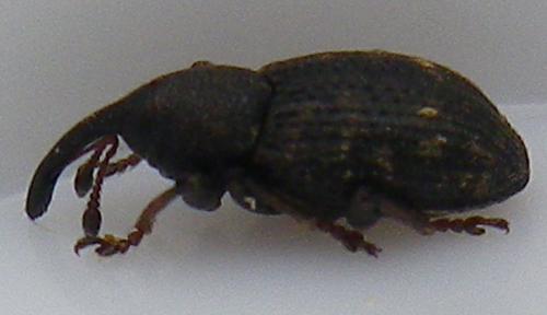 Notaris acridulus