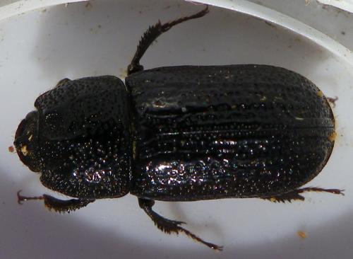 Réf. 158 650 : Sinodendron cylindricum
