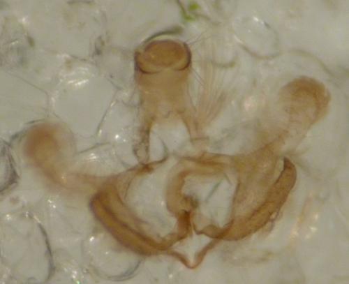 Coleophora sp.