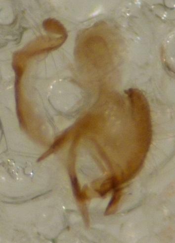 Réf. 158 366 : Coleophora sp.