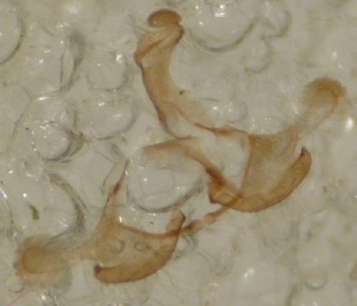 Réf. 158 367 : Coleophora sp.