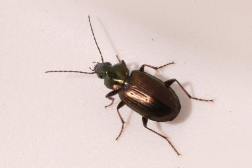 Réf. 158 234 : Agonum muelleri