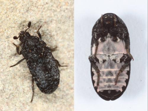 Réf. 158 274 : Dermestes murinus