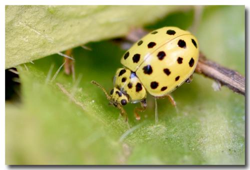 Réf. 158 357 : Psyllobora vigintiduopunctata