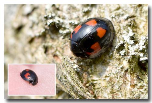 Exochomus quadripustulatus