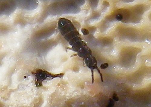 Vertagopus sp.
