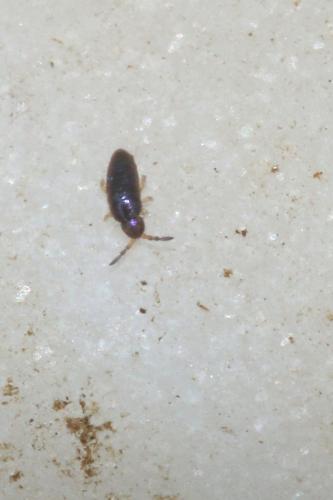 Lepidocyrtus cyaneus