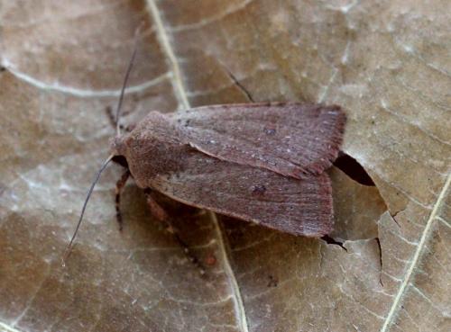Réf. 158 132 : Xanthia ruticilla