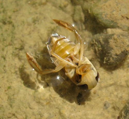 Corixa panzeri