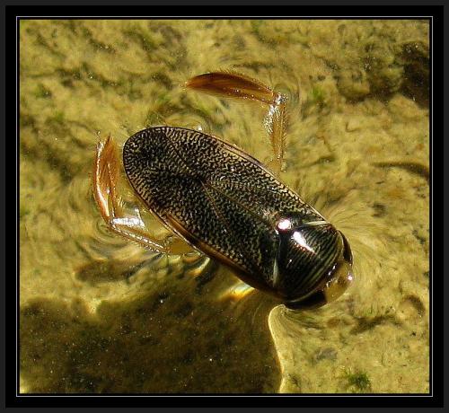 Corixa panzeri