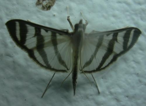 Réf. 158 849 : Zebronia phenice