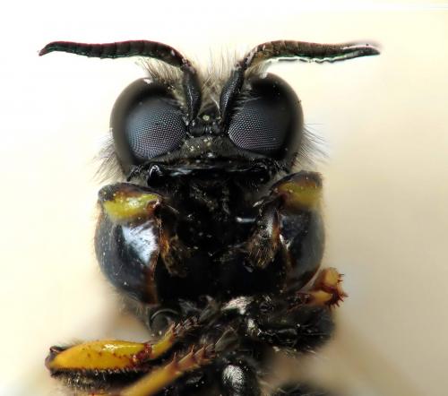 Crabro sp.