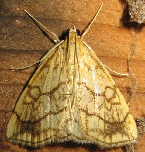 Réf. 158 019 : Evergestis pallidata