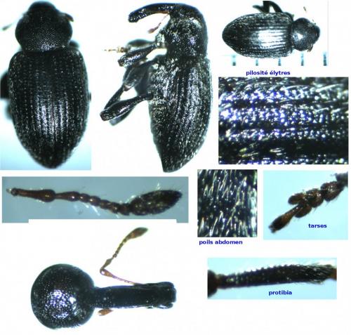 Réf. 158 223 : Hypera meles