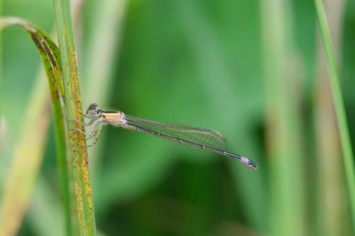 Ischnura elegans