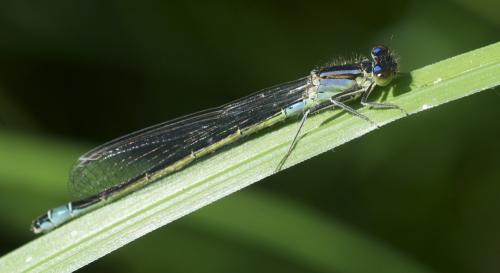 Ischnura elegans