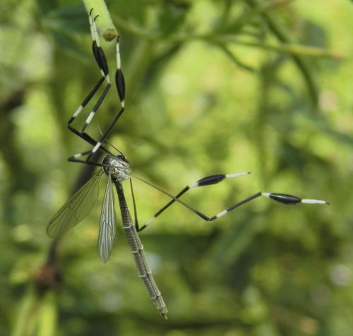 Bittacomorpha clavipes