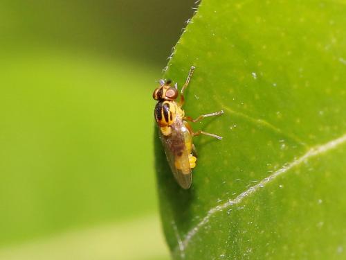 Réf. 158 933 : Thaumatomyia notata