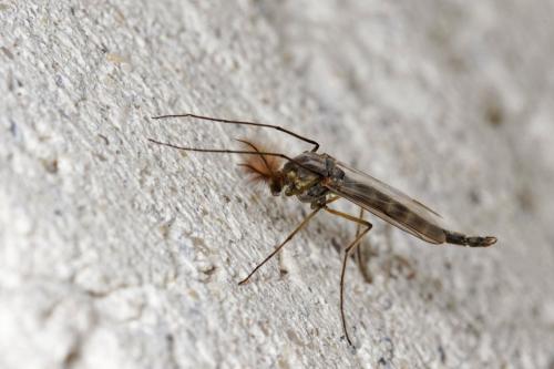 Chironomus sp.
