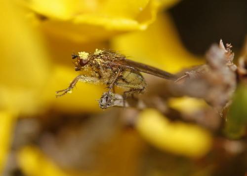 Scathophaga stercoraria