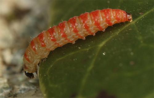 Réf. 158 316 : Argyresthia albistria