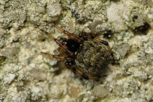 Dipoena melanogaster