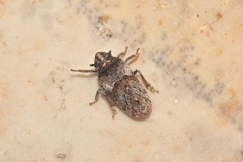 Tettigometra sp.