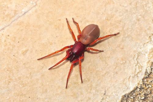 Réf. 158 028 : Dysdera sp.