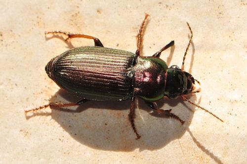 Réf. 158 131 : Harpalus distinguendus