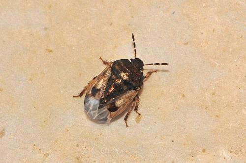 Crocistethus waltlianus