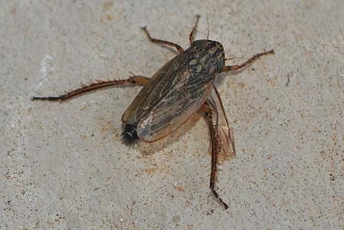 Réf. 158 417 : Euscelis sp.