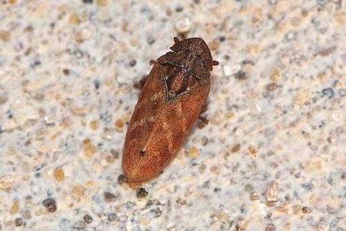 Tettigometra sp.