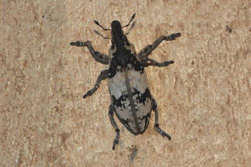Réf. 158 718 : Bothynoderes affinis