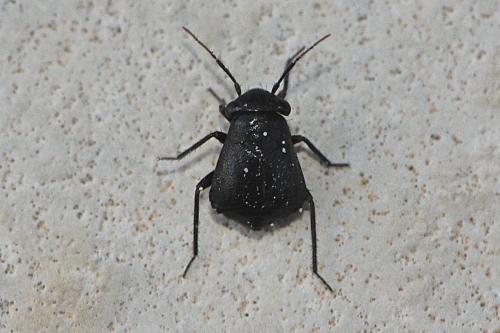 Pachytomella sp.