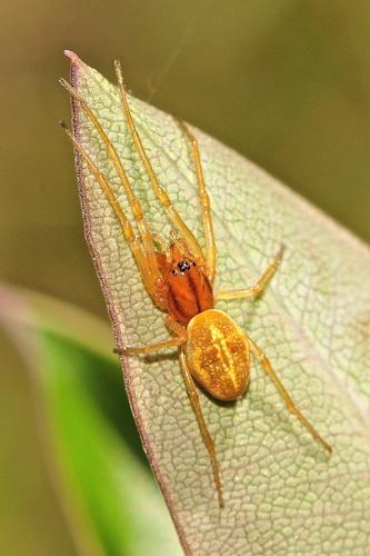 Réf. 158 880 : Pachygnatha clercki