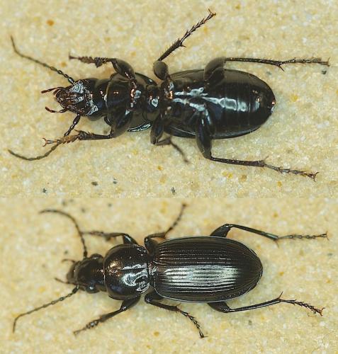 Pterostichus madidus