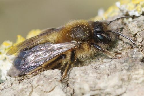 Andrena apicata