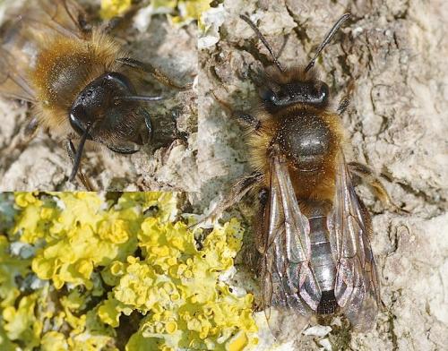 Andrena apicata