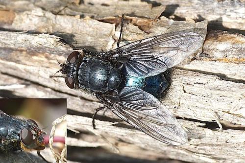 Réf. 158 321 : Calliphora vomitoria