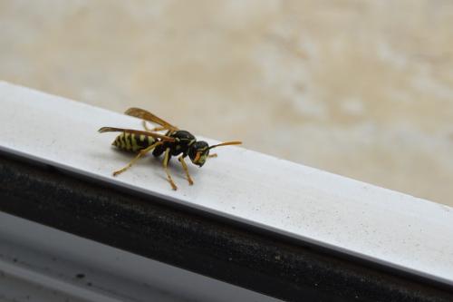 Réf. 158 767 : Polistes dominula