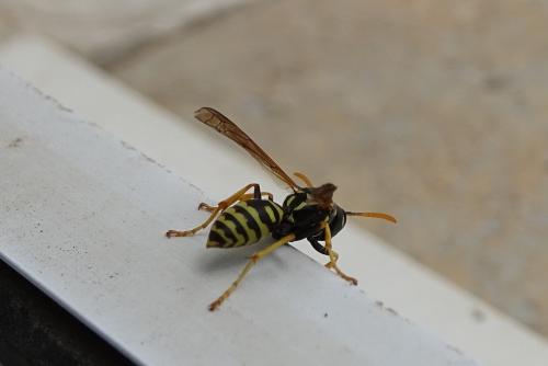 Réf. 158 768 : Polistes dominula