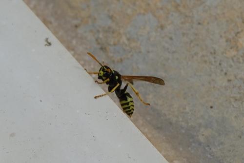 Réf. 158 766 : Polistes dominula