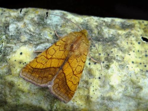 Réf. 158 104 : Pyrrhia umbra