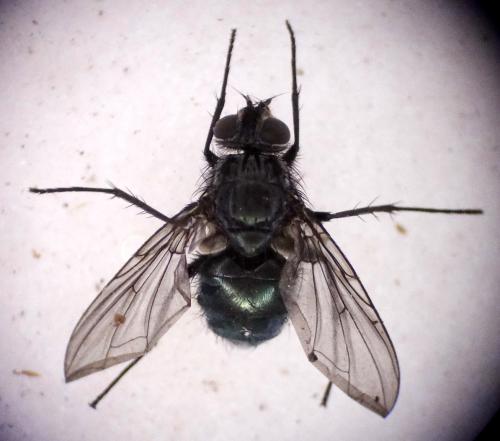 Réf. 158 323 : Bellardia sp.