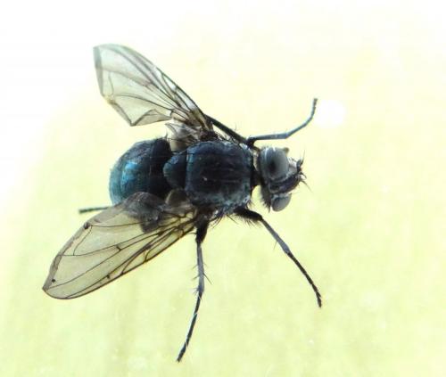 Réf. 158 399 : Bellardia sp.