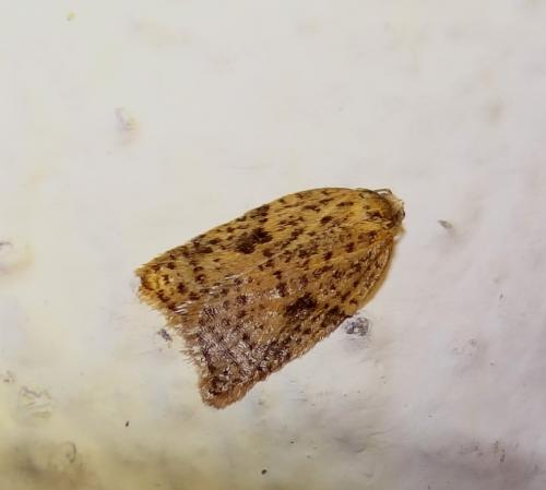 Acleris sp.