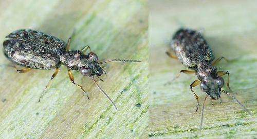 Asaphidion stierlini
