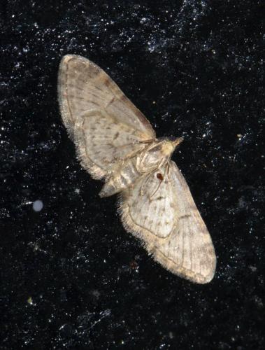 Réf. 158 800 : Eupithecia abbreviata